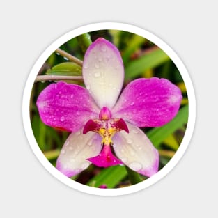 Pink Orchid (Spathoglottis x parsonsii) Magnet